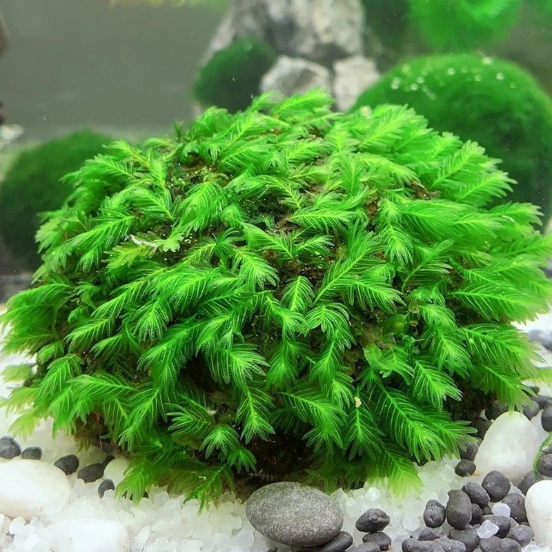 Fisiden Norbilis Moss Ball, ,Shriump tank,Betta tank moss,Aquarium moss