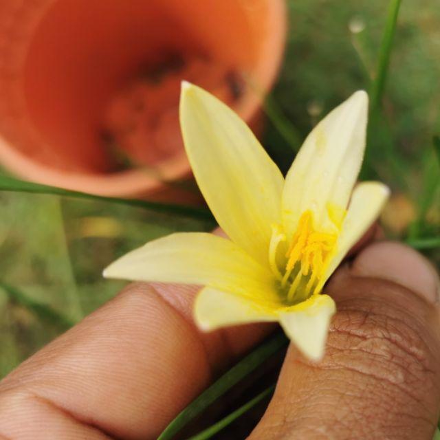 Rain Lily Polibag Bunga Lili Spider Lily Bunga Kembang Hujan Kuning Putih Biru Rainlily Bawang Flower Bulb Shopee Malaysia