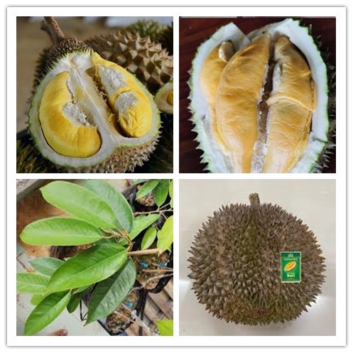 Buy Anak Pokok Tupai King 松鼠王榴蓮樹苗 Cpt Berbuah Hybrid Top Quality Pokok Durian Kebun Bunga Sedap Fruits Seetracker Malaysia