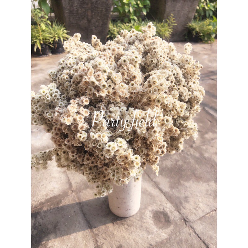 Edelweiss Flower Malaysia