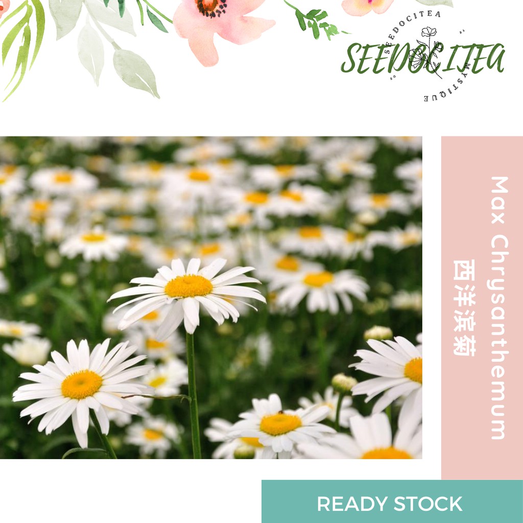 Flower Seed Max Chrysanthemum Seeds Biji Benih Bunga Max Chrysanthemum Biji 西洋滨菊 粒 Shopee Malaysia