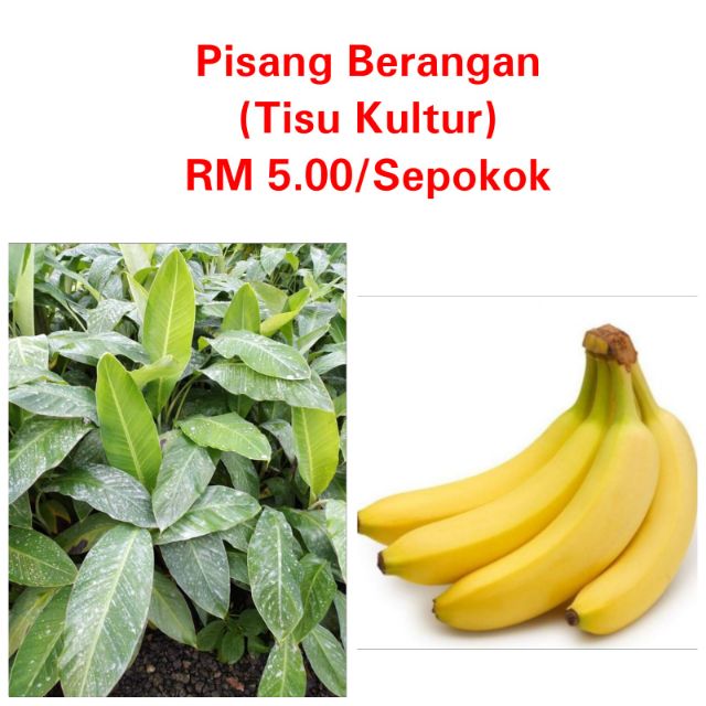 Benih Pokok Pisang Berangan Tisu Kultur Shopee Malaysia