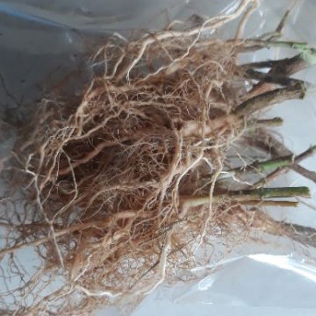 Akar Kucing Galak/Acalypha indica (30gm) | Shopee Malaysia