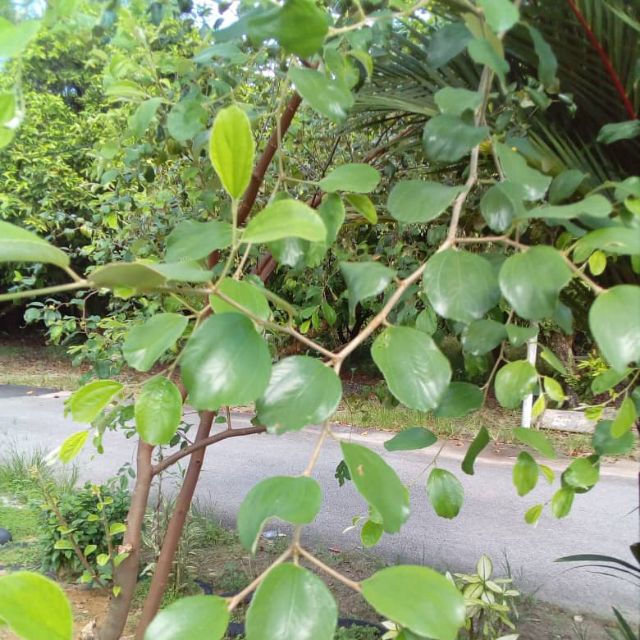 Daun Bidara berduri Fresh / kampung | Shopee Malaysia