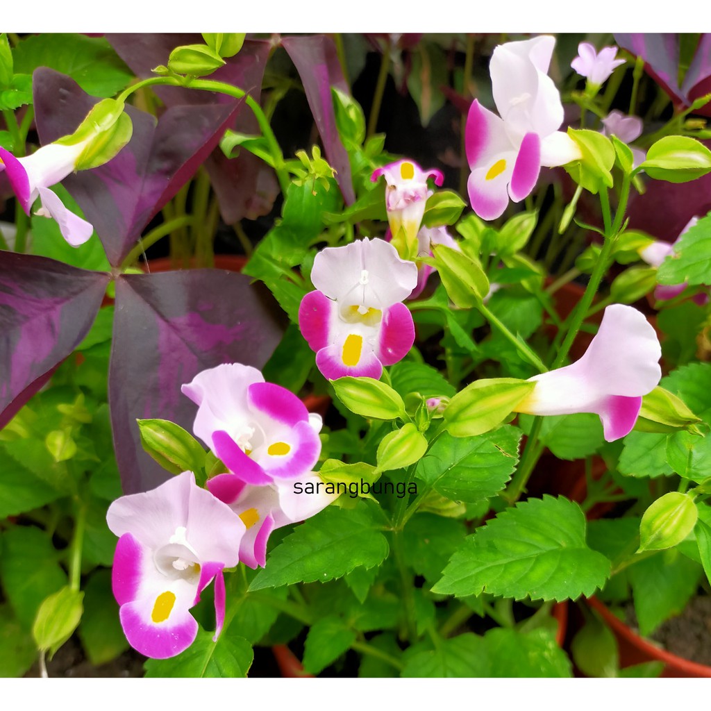 Pokok Bunga Loceng Potted Torenia Plant Shopee Malaysia