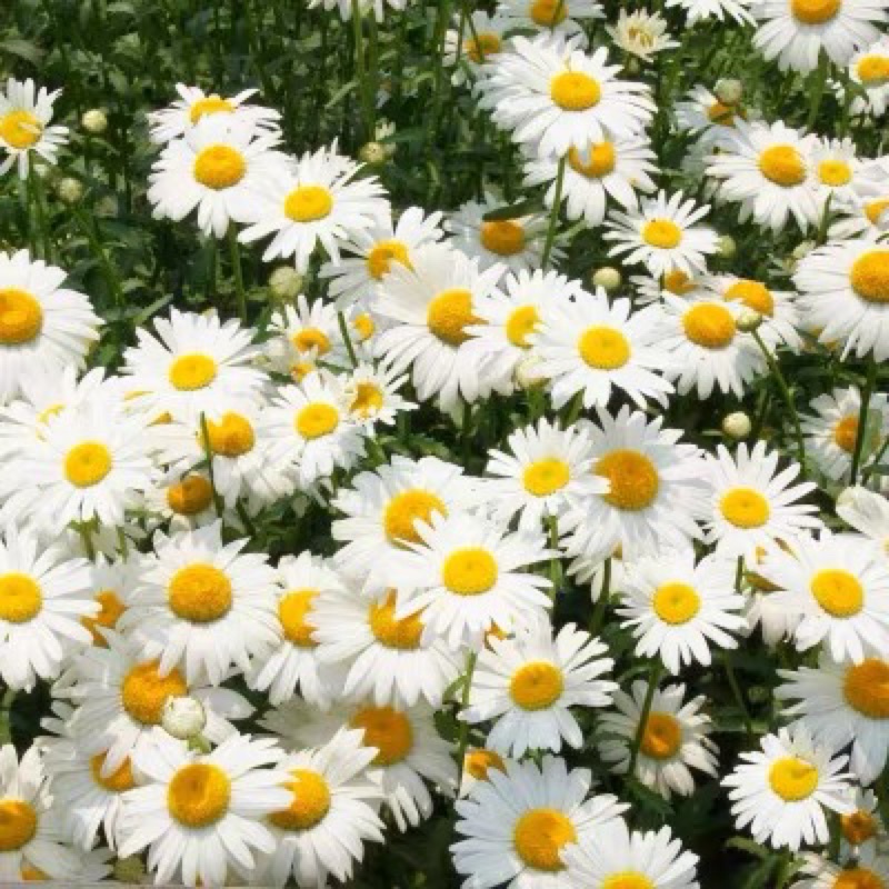 大滨菊种子leucanthemum Maximum Chrysanthemum Flower Seeds四季易活多年生花种籽子庭院阳台花卉种子西洋滨菊种子 Shopee Malaysia