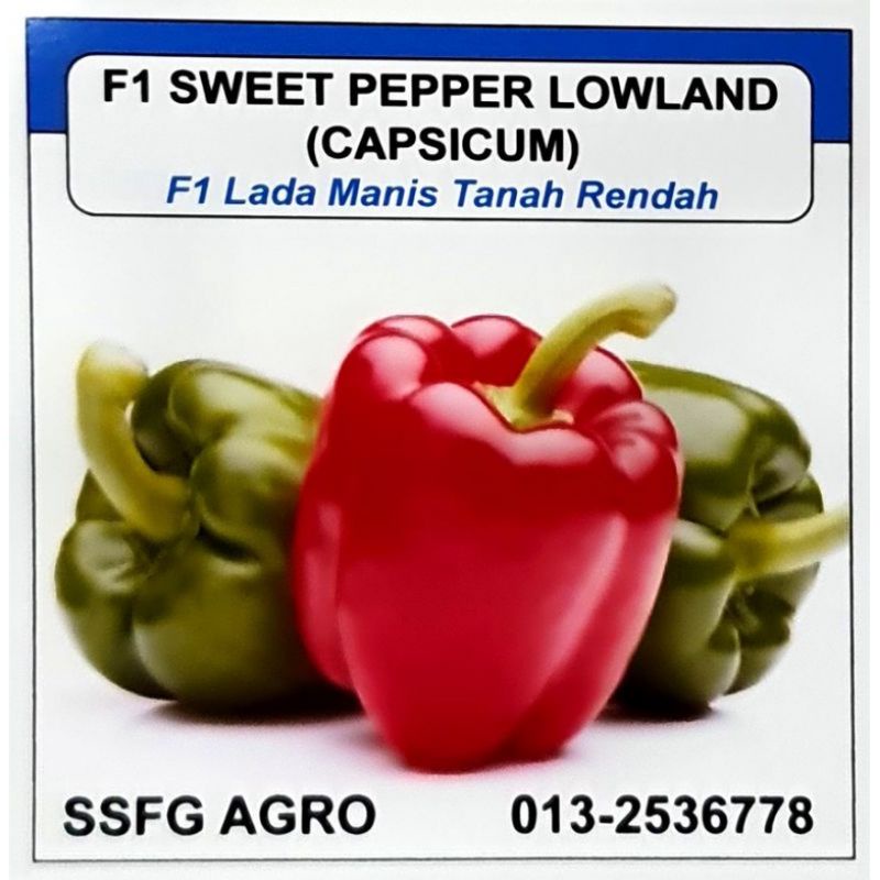 Biji Benih Lada Benggala Capsicum F1 Sweet Pepper Lowland 20 Biji