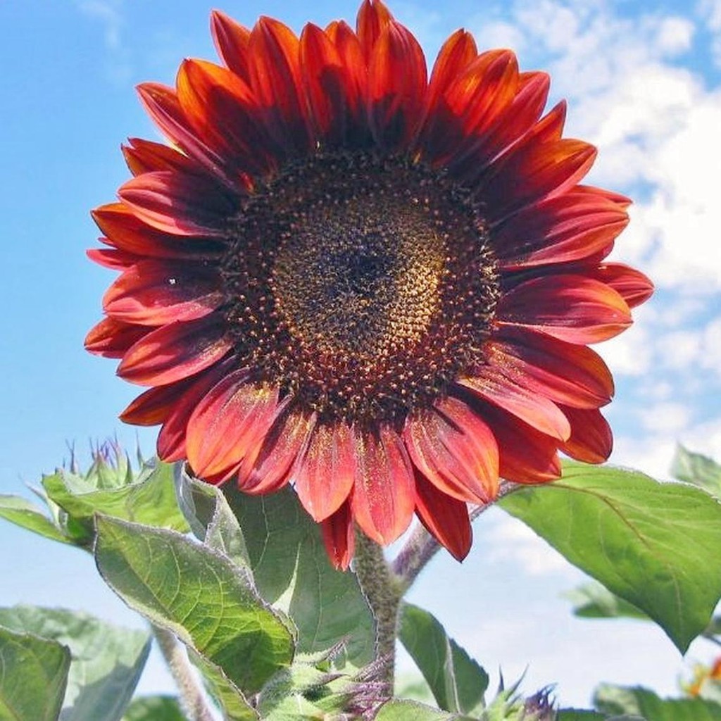 Bunga Matahari Merah : Jual Benih Bunga Matahari Merah Atau Sunflower 11 Jenis ... - Menurut penelitian bunga matahari ternyata mempunyai banyak manfaat untuk kesehatan tubuh.