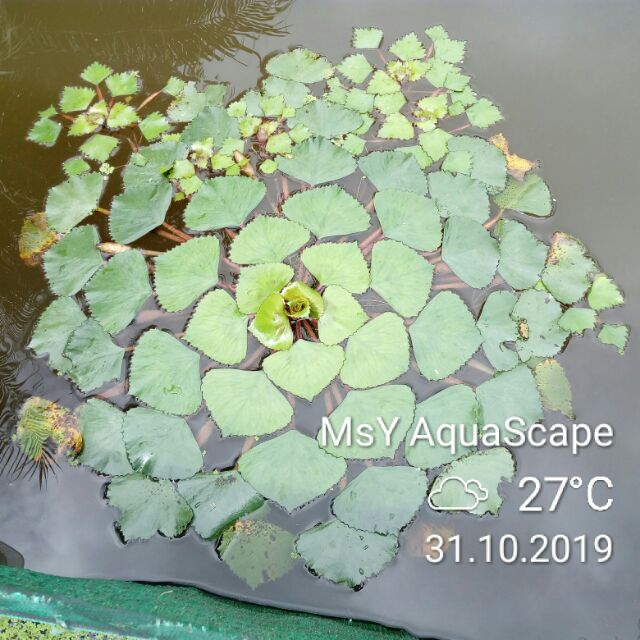 Pokok Benih Kacang Tanduk Trapa Bicornis Horn Nuts Buffalo Nuts Water Chesnut Shopee Malaysia