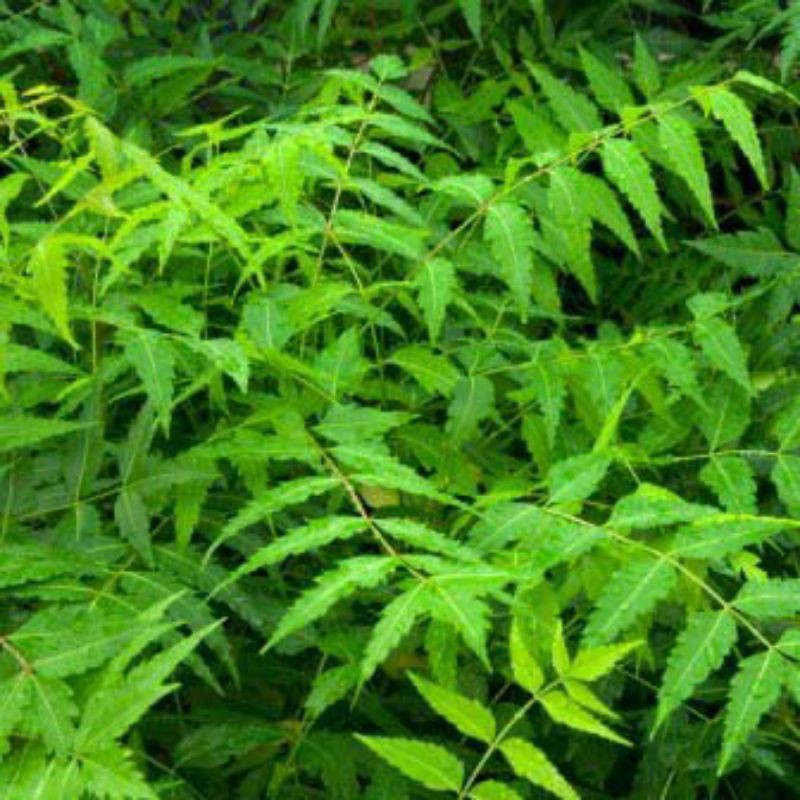 Buy Daun Semambu Segar 100gm Fresh Neem Leaves Veppilai Ship Within 24 Hrs Daun Mambu Fresh Neem Leaf Ayurvedic Seetracker Malaysia