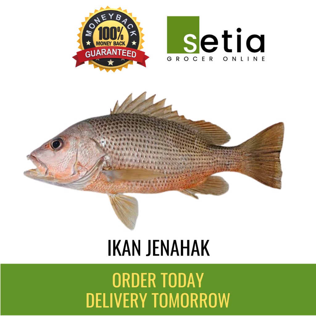 Ikan Jenahak Fresh Snappers 1 Kg