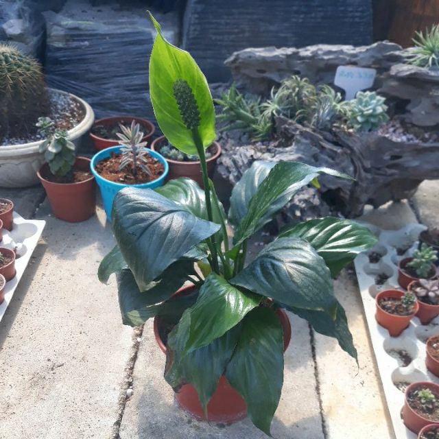 Peace lily bunga warna putih pokok hidup Shopee Malaysia Peace lily bunga warna putih pokok hidup Shopee Malaysia