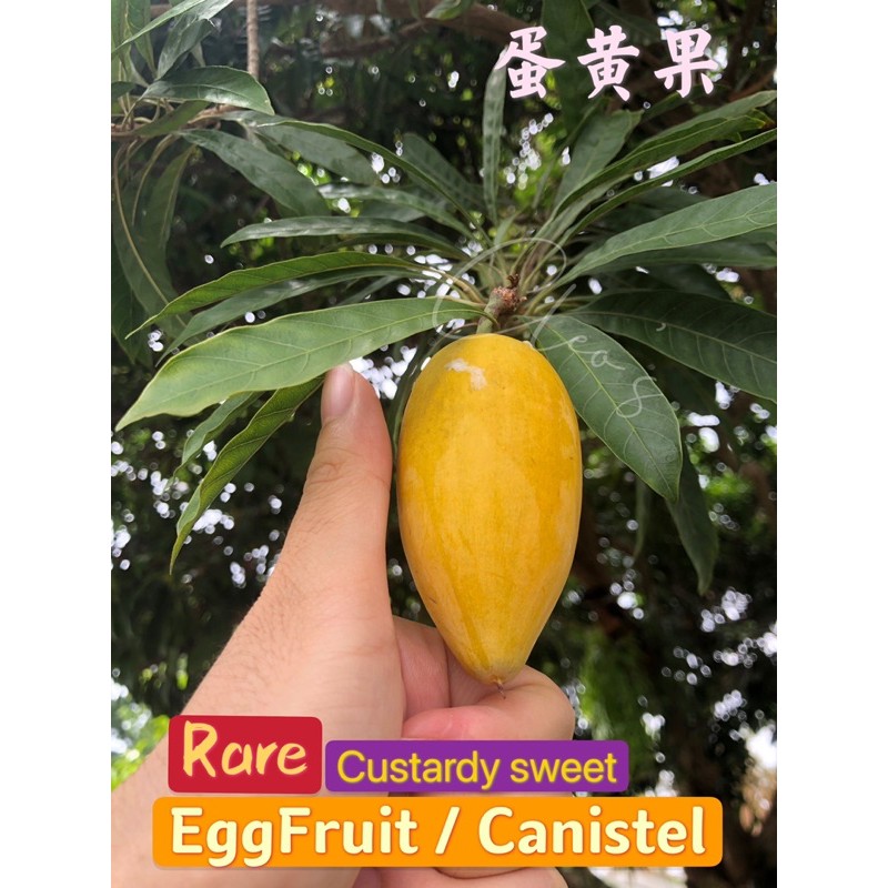 Rare Fruit Canistel Eggfruit Buah Kuning Telur Manis 蛋黄果 Rooted Shopee Malaysia