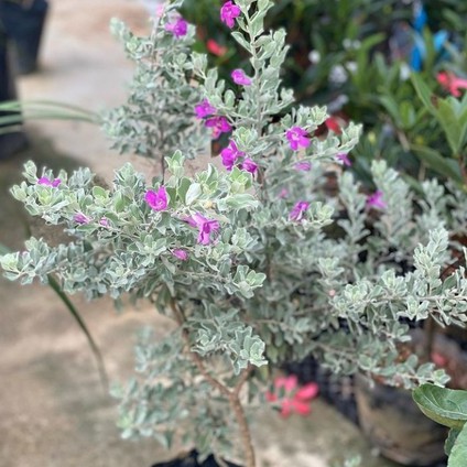 Texas Sage Sapling / Anak Pokok Bunga Sonata(Live Plant) | Shopee Malaysia