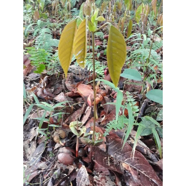 Pokok ENGKABANG.anak pokok | Shopee Malaysia