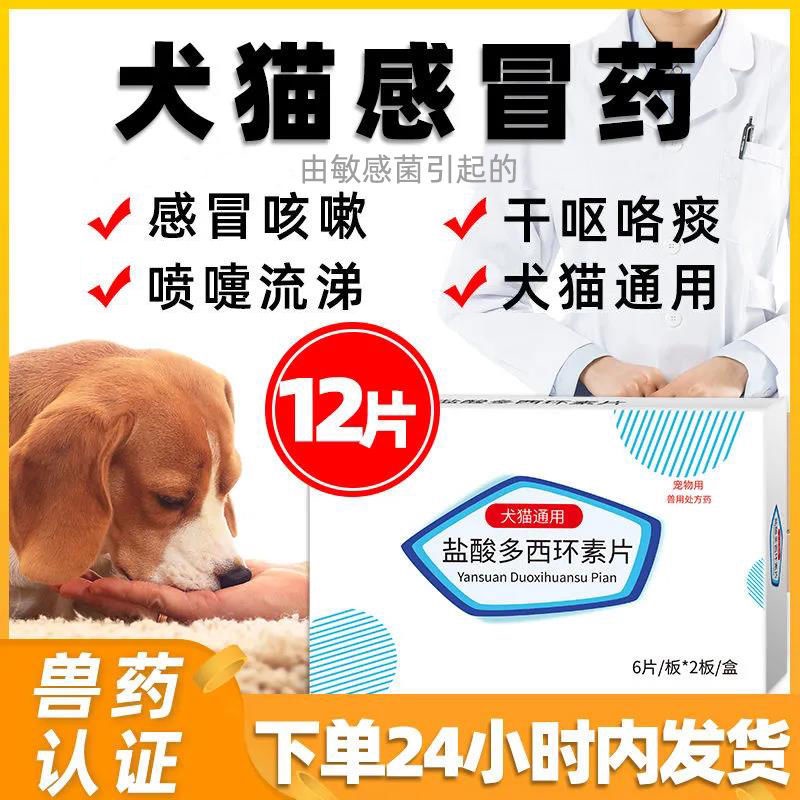 How Do Dogs Get Bronchial Pneumonia