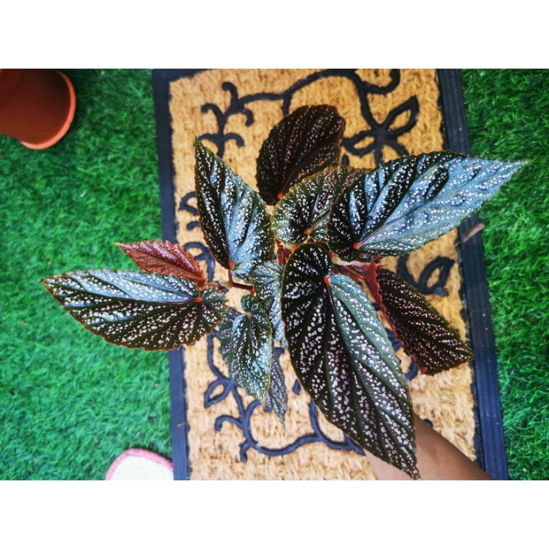 Buy Begonia Benigo Pink Rare Plants Seetracker Malaysia