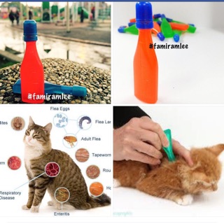 UBAT Kucing demam dan flu.  Shopee Malaysia