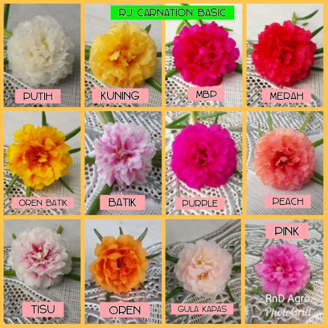 Rose Jepun Carnation 12 Warna Basic Shopee Malaysia