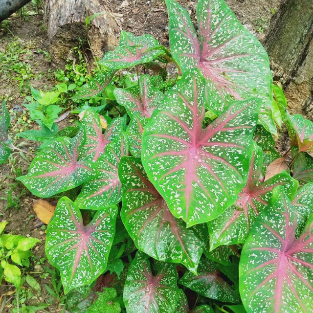 Laman Seri Mencari Keredhaan Mu Keladi Hiasan Si Cantik Beracun