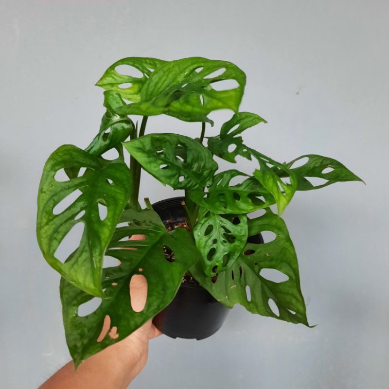 KP - Monstera Adansonii 🌿 Live Plant | Shopee Malaysia