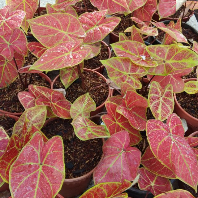 Pokok keladi merah  ong ong rare Shopee Malaysia