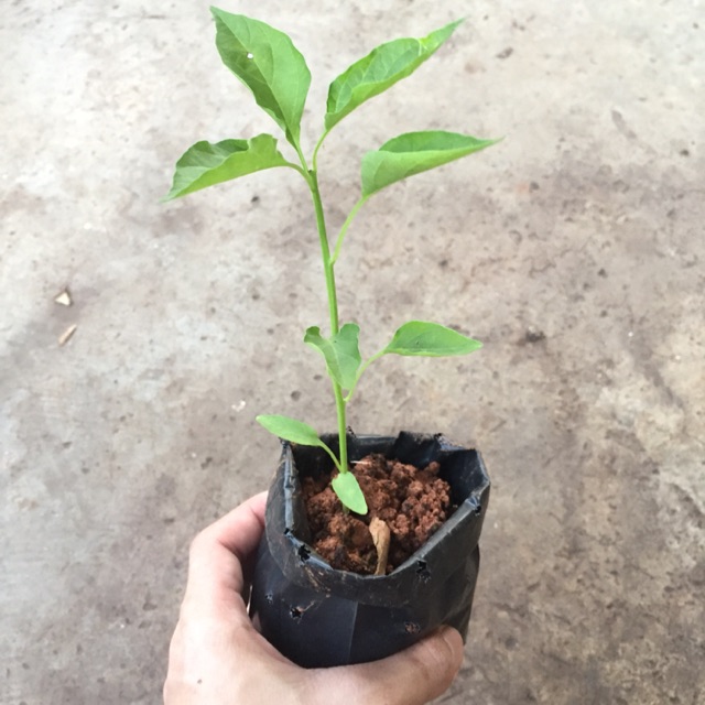 Pokok Cili Nak Bagi Merimbun Dalam Pasu Ni Tipsnya Keluarga