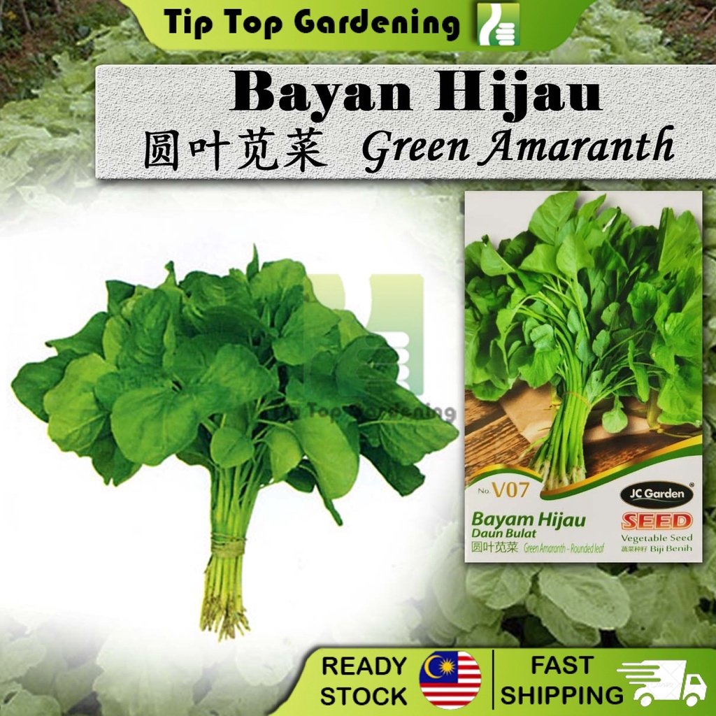 V07 GREEN AMARANTH ROUNDED LEAF JC GARDEN VEGETABLE SEED 