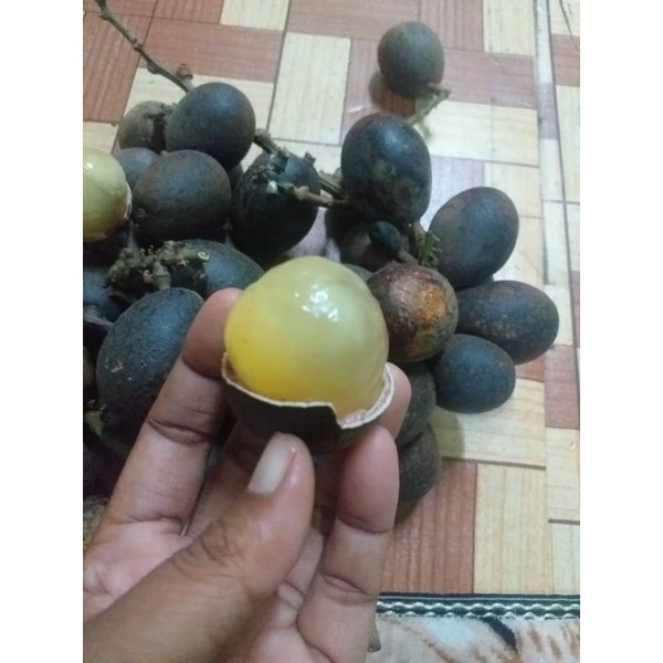 Buy pokok matoa/longan brazil/longan kristal/longan 3 rasa 