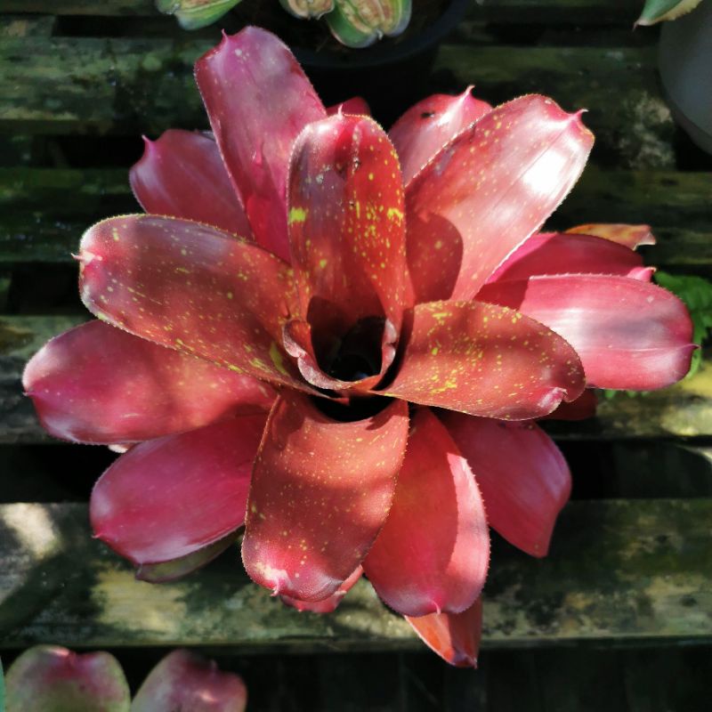 (Live Plant) Neoreglia Bromeliad sp aka Broken Heart Non Var ...