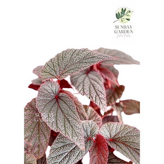 Buy Begonia Pink Begonia Maurice Amey Pokok Asam Pink Begonia U062 莫里斯秋海棠 Seetracker Malaysia