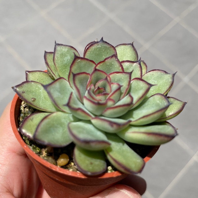 Succulent多肉植物 花月夜echeveria Pulidonis 5 5cm Pot Shopee Malaysia