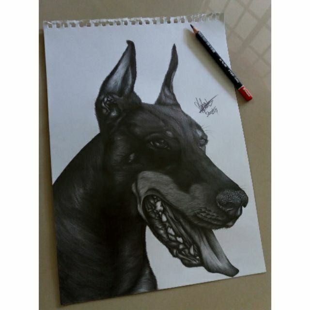 dobermans in pencil sketch