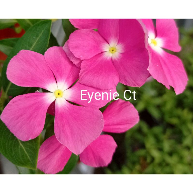 HOT V3 10pcs 19 Warna Pilihan Benih Vinca  Vinca  Seeds 