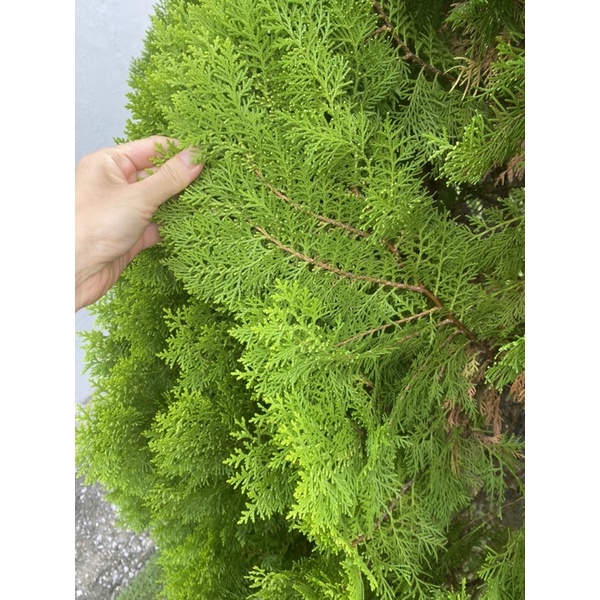 keratan-flat-pine-cutting-pine-tree-leaf-christmas-tree-thuja