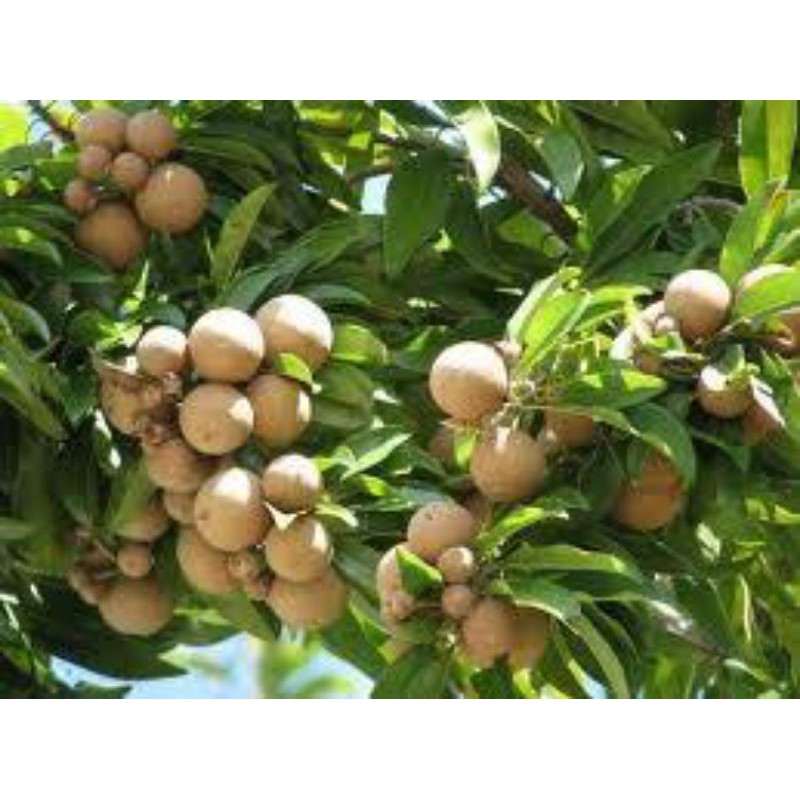 buah ciku/buah sawa nila 500gram | Shopee Malaysia