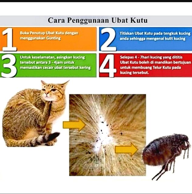 Cara Menghilangkan Telur Kutu Di Bulu Kucing 