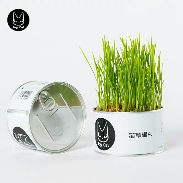 猫草罐头joycat懒人水培盆栽猫薄荷种子种植盆簙荷化毛土壤已种好 Shopee Malaysia