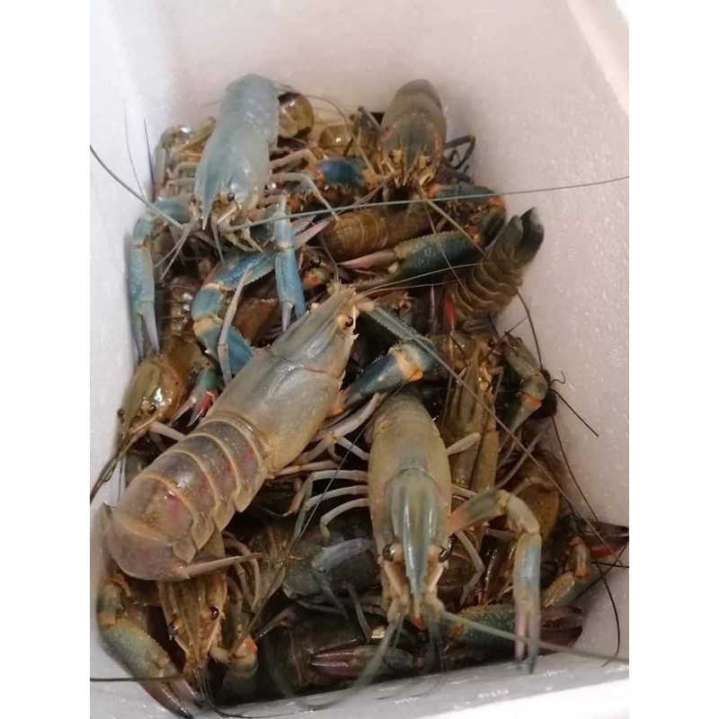 活的小龙虾 Live Little Lobster 全马第一活的小龙虾 送到你家 West Malaysia 西马 Shopee Malaysia