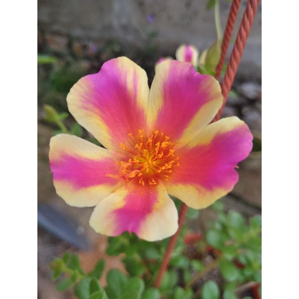 ROS JEPUN DUNA JENIS KUNING & MERAH | Shopee Malaysia