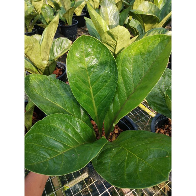 ANTHURIUM FIRE PHOENIX *Pokok BESAR / Anthurium Jungle Bush