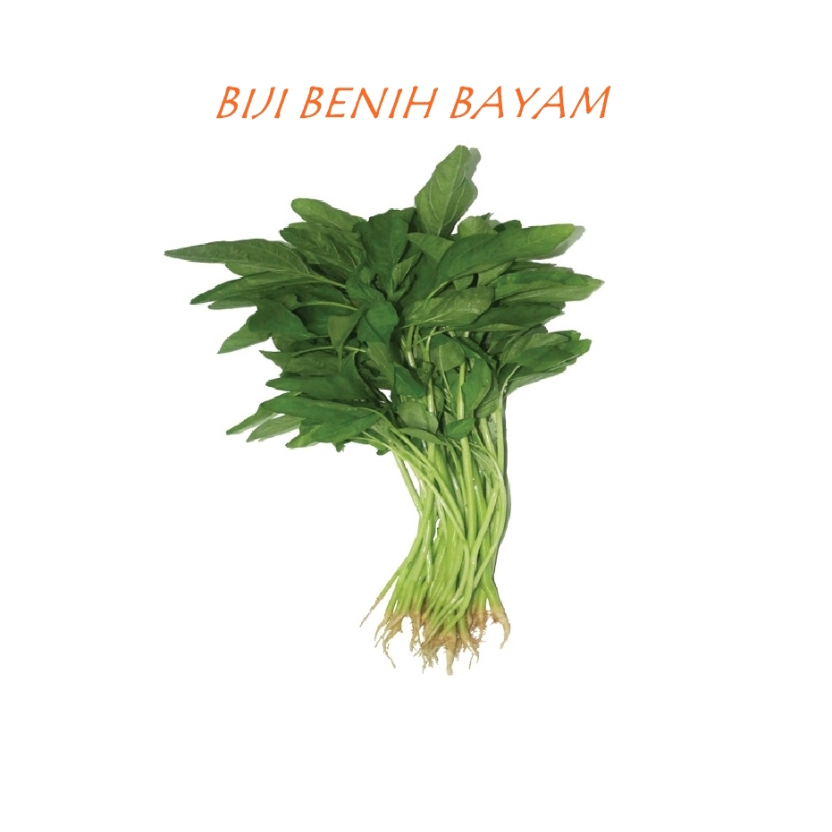  Biji  Benih Bayam  Hijau Bayam  Seed Shopee Malaysia