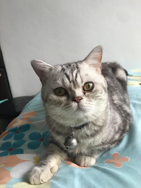 Ubat Kutu Kucing Malaysia - Contoh KR