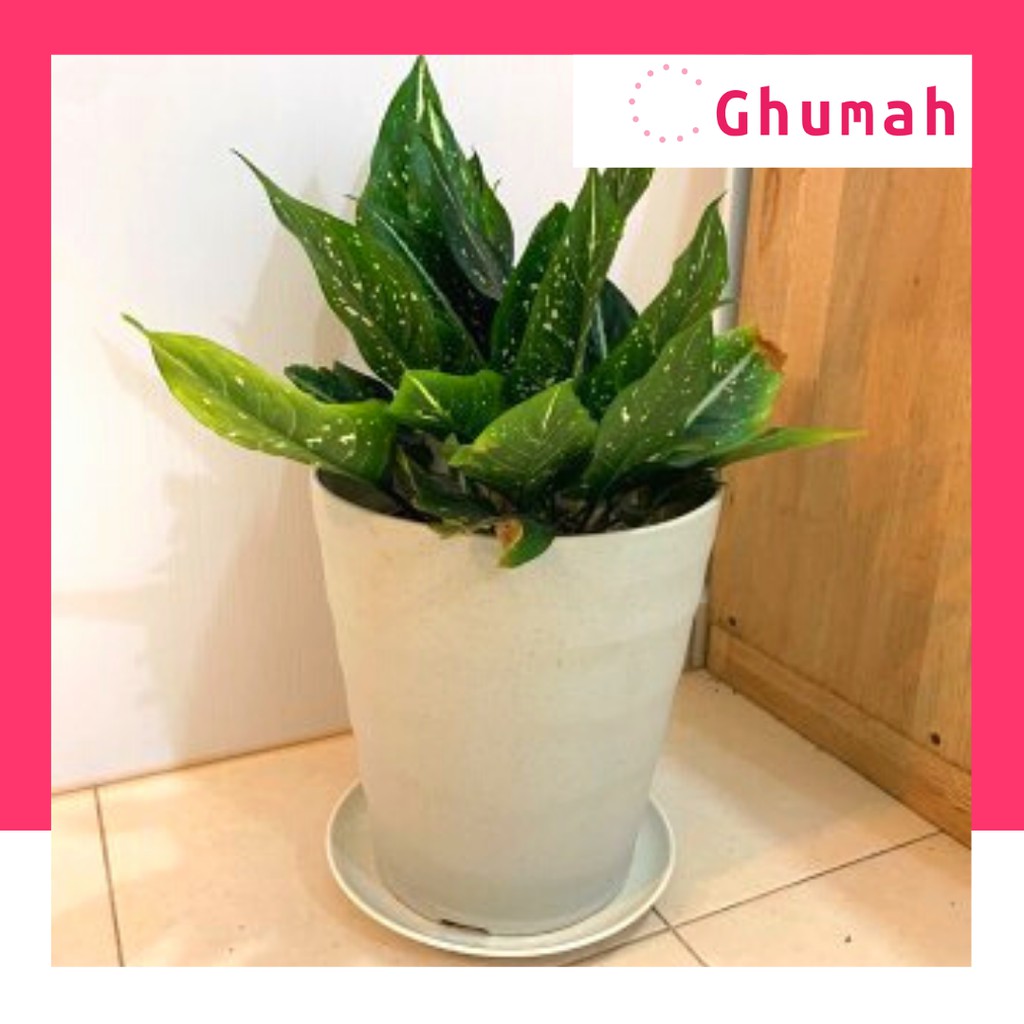  Pasu Bunga  Heavy Duty Indoor Plant Pot Shopee Malaysia