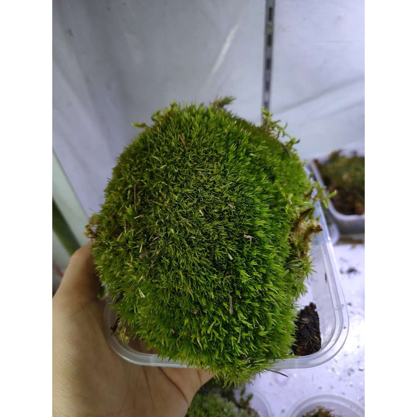 Bol Moss For Terrarium / Carpet Shopee Malaysia