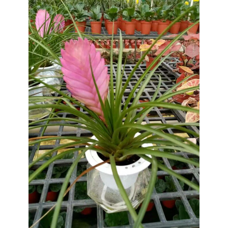 Tillandsia Cyanea 紫花凤梨ananas Commusus Pokok Hidup Hiasan Rumah Shopee Malaysia