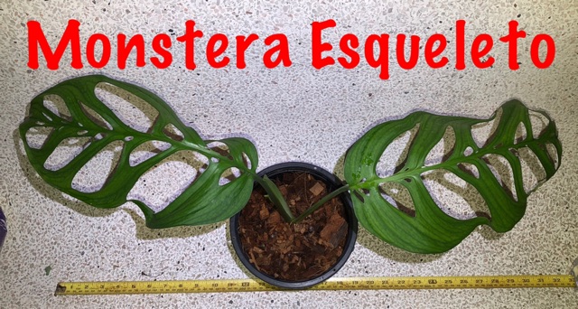 Monstera Esqueleto Pokok Plant Shopee Malaysia