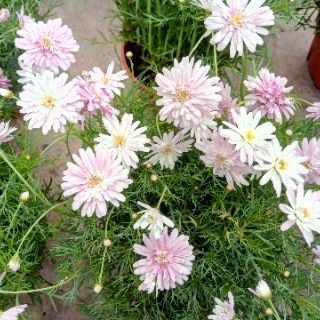 Anak Pokok Bunga  Aster  Merah Jambu Live Plant Pink Aster  