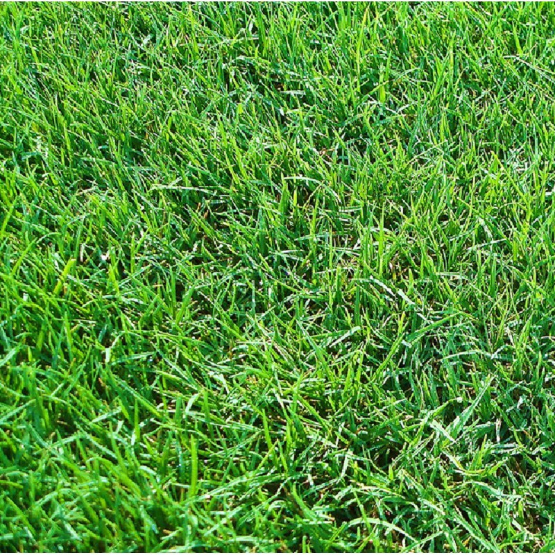 Buy Serbajadi Bermuda Grass 100gm Approx 85sq Ft Seetracker Malaysia