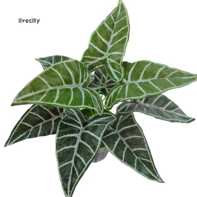 BUNGA DAUN KELADI PLASTIK HIASAN Green Leaf Alocasia BUNGA DAUN KELADI PLASTIK HIASAN Green Leaf Alocasia